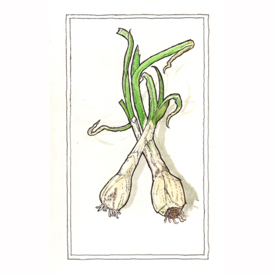 a painting of several spring onions twined together
