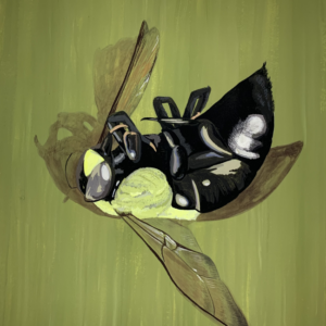Bumblebee Delp 0501, 2025