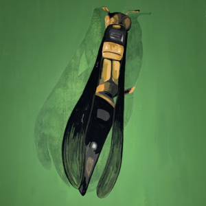 Guinea Paper Wasp 071325