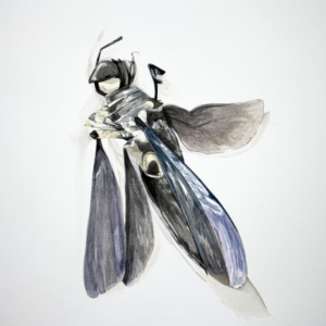 Wasp State 0909