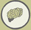 brain